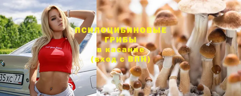 купить наркотик  Андреаполь  дарк нет какой сайт  Псилоцибиновые грибы Psilocybine cubensis 